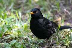 Turdus merula cabrerae