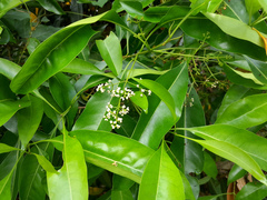Chionanthus ramiflorus