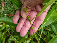 Chionanthus ramiflorus