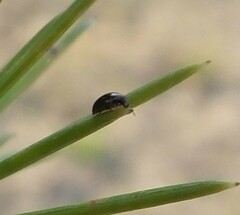 Phalacridae