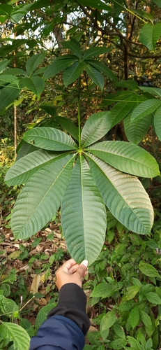Image of Aesculus assamica by (c) Sayee Girdhari, some rights reserved (CC BY)