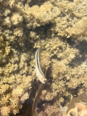 Parablennius laticlavius