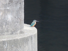 Alcedo atthis bengalensis