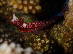 Trapezia rufopunctata