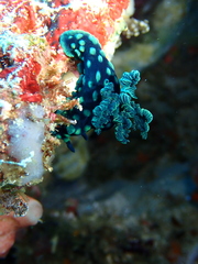 Nembrotha cristata