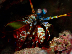 Odontodactylus scyllarus