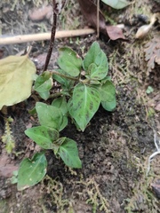 Lysimachia kwangtungensis
