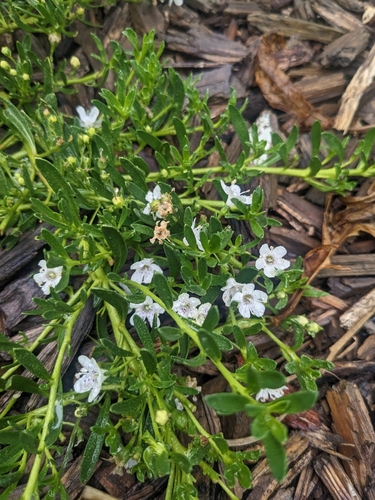 Myoporum parvifolium