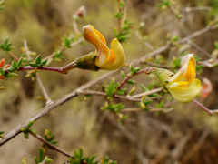 Aspalathus divaricata