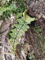 Cheilanthes chusana