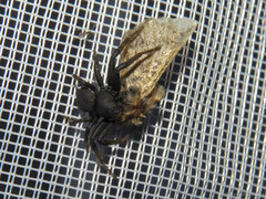 Bassaniodes robustus