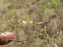 Aspalathus divaricata