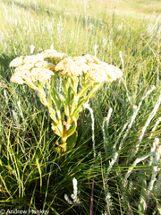 Crassula alba