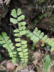 Adiantum malesianum