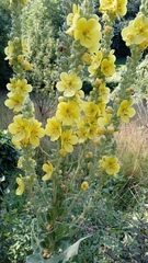 Verbascum densiflorum