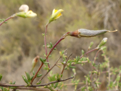 Aspalathus divaricata