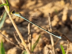 Pseudagrion rubriceps