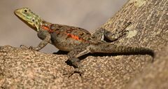 Agama lionotus