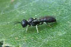 Crossocerus