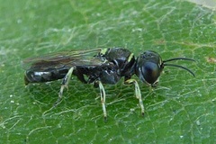 Crossocerus