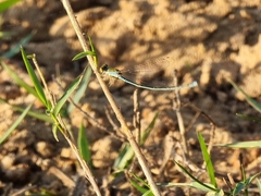Pseudagrion rubriceps