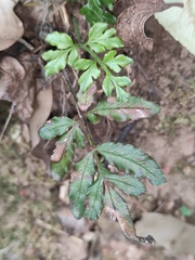 Pteris ensiformis