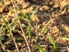 Pseudagrion rubriceps