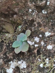 Kalanchoe thyrsiflora