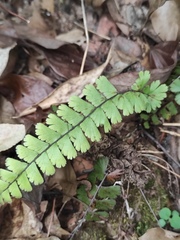 Adiantum malesianum