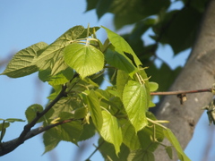 Tilia mandshurica