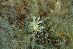 Eubranchus