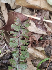 Adiantum malesianum