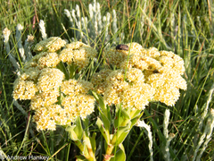 Crassula alba