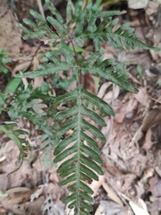 Pteris semipinnata