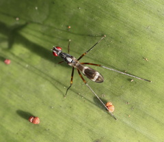 Metopochetus aequalis