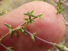 Aspalathus divaricata