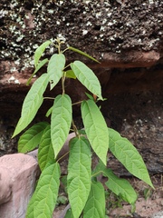 Croton lachnocarpus