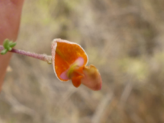 Aspalathus divaricata