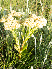 Crassula alba