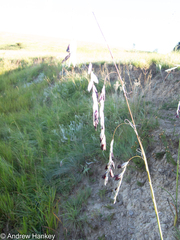 Dierama reynoldsii
