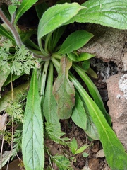 Bothriospermum zeylanicum