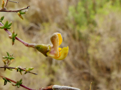 Aspalathus divaricata