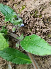 Bothriospermum zeylanicum