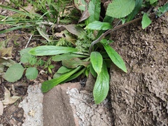 Bothriospermum zeylanicum