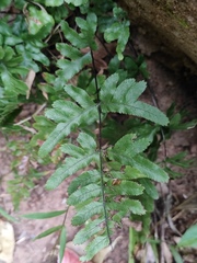 Pteris dispar