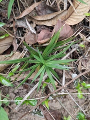 Carex phyllocephala