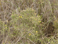 Aspalathus divaricata