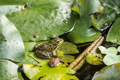 Pelophylax perezi