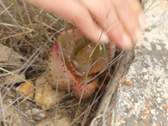 Aloe ferox