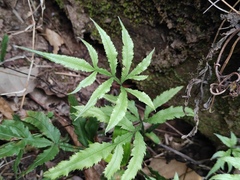 Pteris multifida